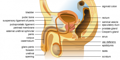 1200px-Male_anatomy_en