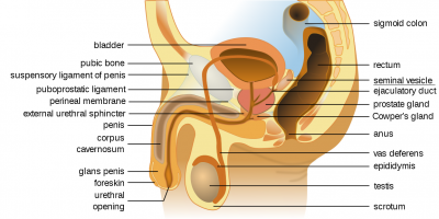 Seminal vesicle