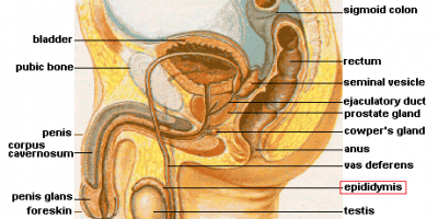 epididymis